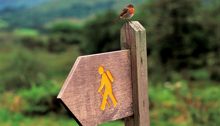 Wiri-ireland-walking-7
